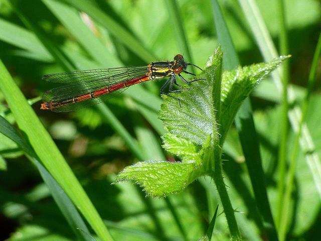 Large Red Damselfly at Snakeholme 140519
