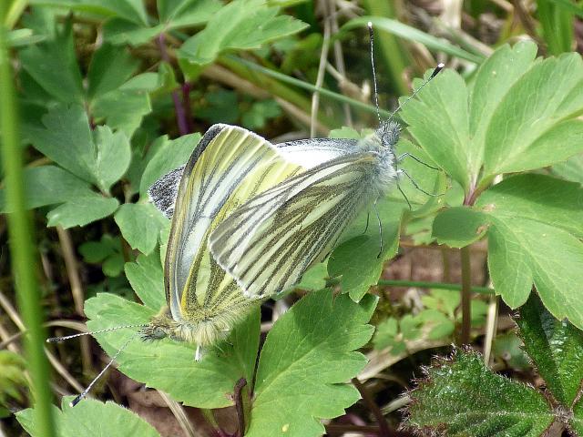 Mating Green-veined Whites 300419