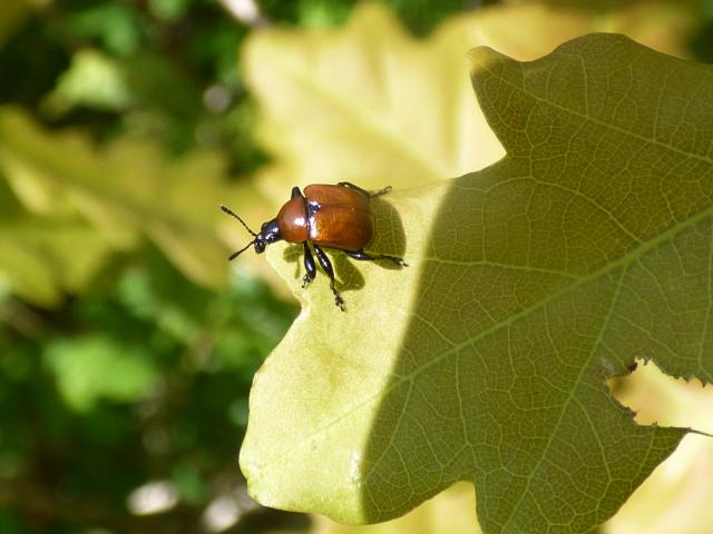 Oak Leaf-roller - Attelabus nitens at Snakeholme 140519