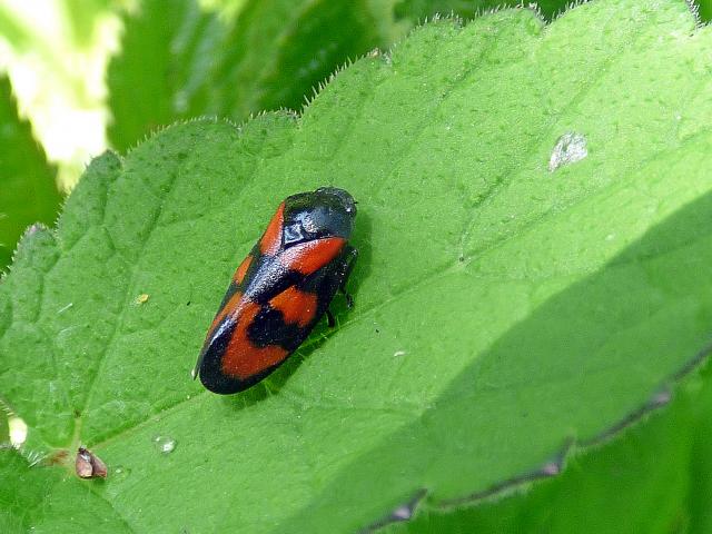 Red and Black Froghopper at Snakeholme 140519