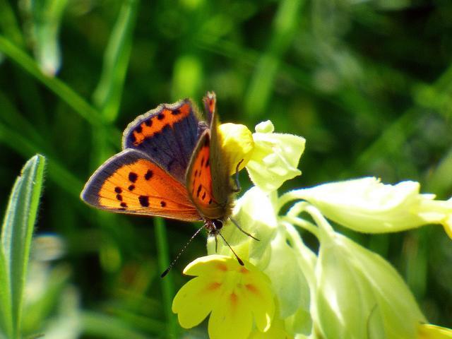 Small Copper at Snakeholme 140519