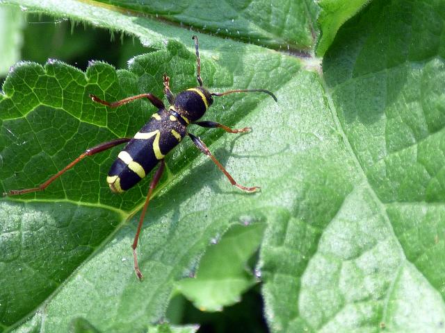 Wasp Beetle at Snakeholme 140519