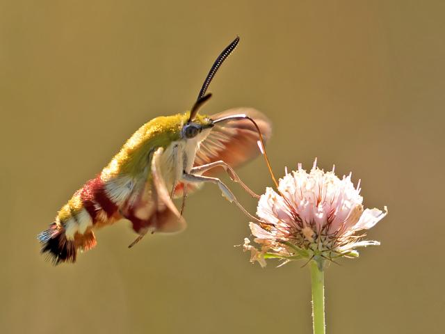 Broad-bordered Bee Hawk-moth (in flight) - Peter Maton