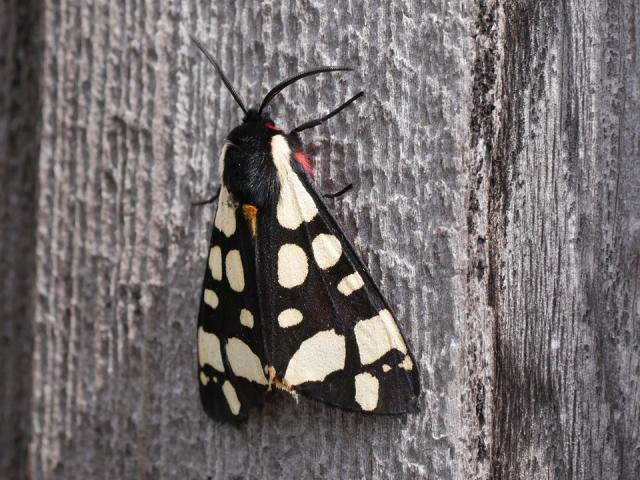 Cream-spot Tiger Moth by Greg Bond