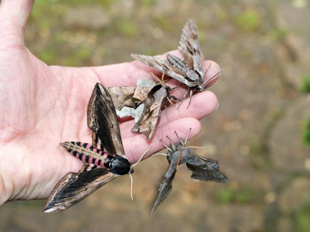Hawk-moths in hand - Ben Sale