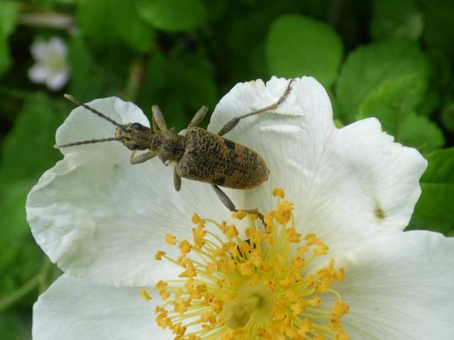 Beetle Rhagium mordax at Snakeholme (John Davison)180619