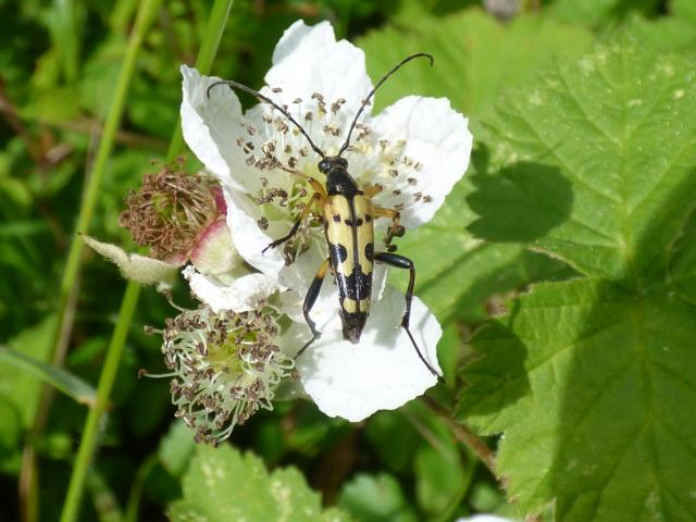 Beetle Rutpela maculata at Snakeholme (John Davison) 180619