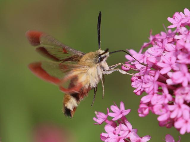 Broad-bordered Bee Hawkmoth - Paul Daubney