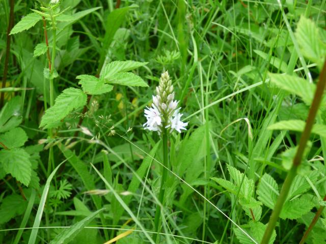 Common Spotted-orchid at Snakeholme (John Davison)180619