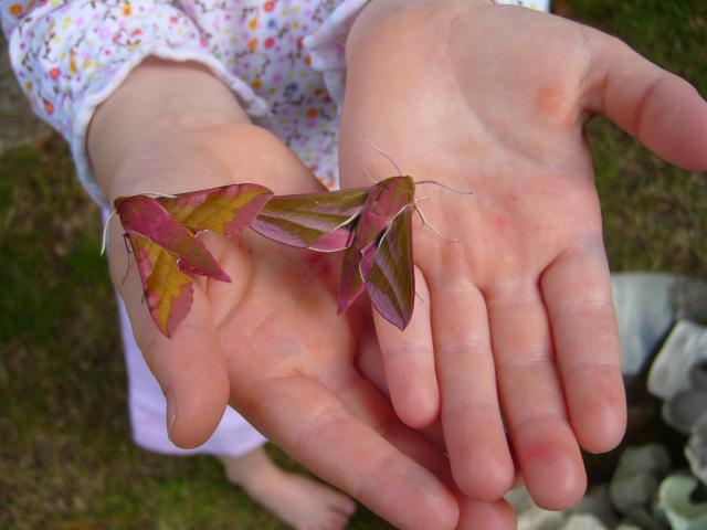 Elephant Hawk-moth on child's hands