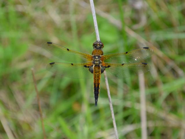 Four-spotted Chaser at Southrey 010619 (Peter Cawdell)