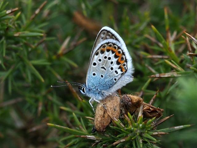 Surrey Silver-studded Blue2 Gary Margetts