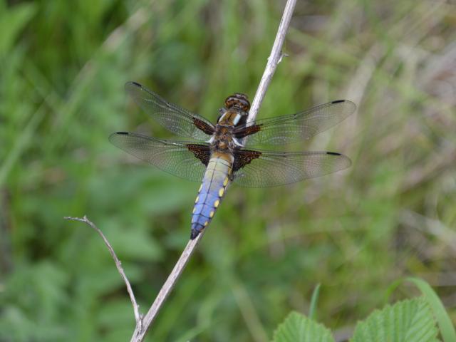 Male Broad-bodied Chaser at Southrey 010619 (Peter Cawdell)