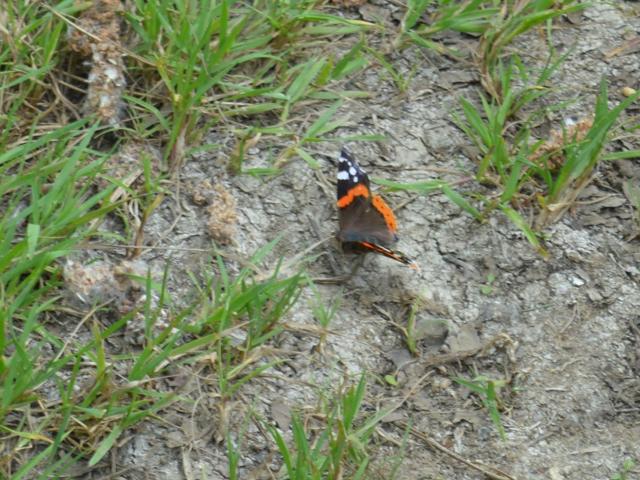Red Admiral at Southrey 030619 (Peter Cawdell)