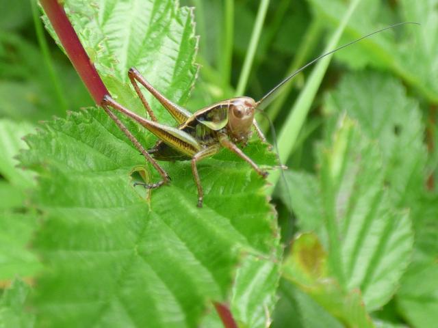 Roesel's Bush-cricket at Snakeholme (John Davison) 180619