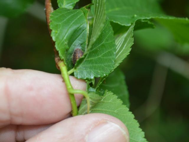 White-letter Hairstreak pupa at Southrey 010619 (Peter Cawdell)