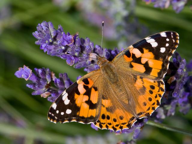 Painted Lady (upperwing) - Peter Eeles