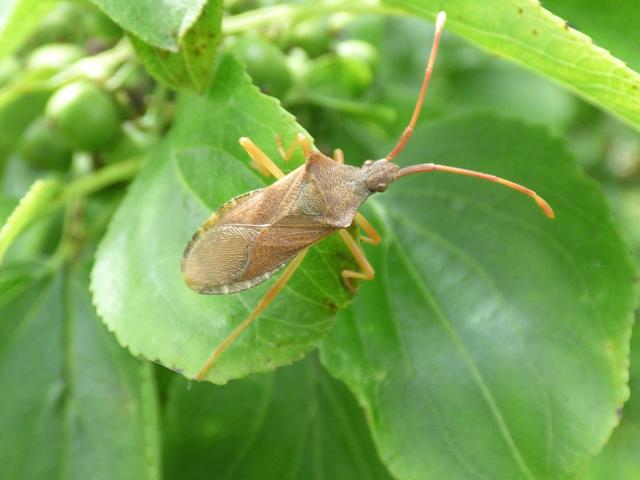 Box Bug at Snakeholme (John Davison) 020719