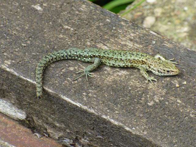 Common Lizard at Snakeholme (John Davison) 020719