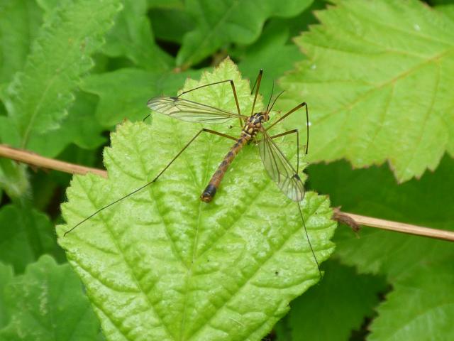 Cranefly Nephrotoma anilis at Snakeholme (John Davison) 020719