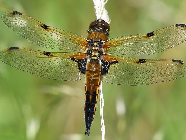 Four-spotted Chaser - Libellula quadrimaculata at Southrey (Alan Woodward) 020719