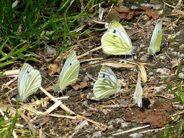 Green-veined and Small Whites - Pete Smith
