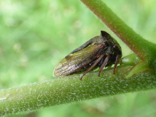 Horned Treehopper - Centrotus cornutus at Southrey (John Davison) 020719