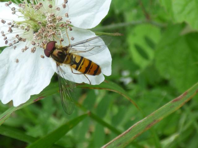 Marmalade Hoverfly - Episyrphus balteatus at Snakeholme (John Davison) 090719