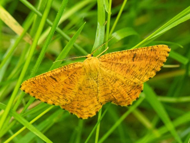 Orange Moth - Janet Wyer