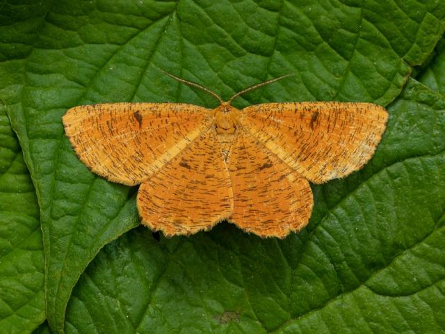 Orange Moth - Mark Johnson