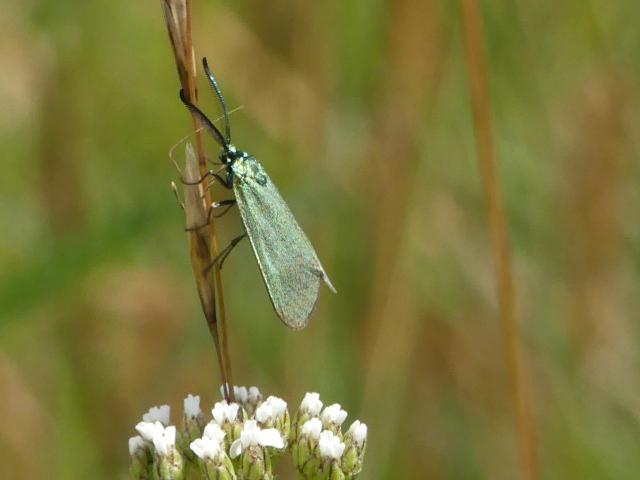 Forester Moth Cranwich Heath