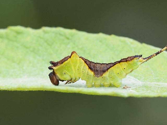 Puss Moth Caterpillar - Cerura vinula at Snakeholme (Alan Woodward) 020719