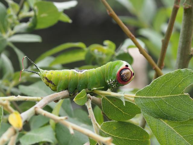 Puss Moth Caterpillar at Snakeholme (Alan Woodward) 210719