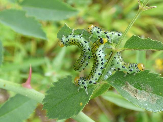 Sawfly larva Arge pagana at Snakeholme (John Davison) 300719