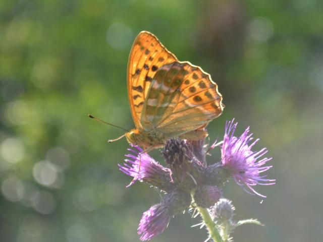 Silver-washed Fritillary 2 - Pete Cawdell
