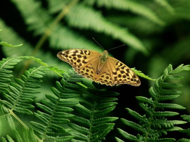 Silver-washed Fritillary [f], Rudge Wood, Bovey Valley, 24.7.19 (Dave Holloway) 