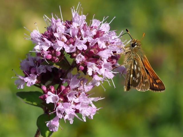 Surrey Silver-spotted Skipper G Margetts