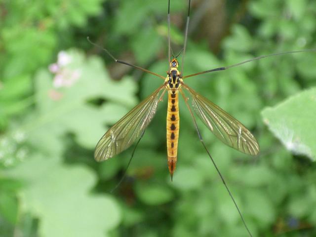 Tiger Cranefly - Nephrotoma flavescens at Snakeholme (John Davison) 090719
