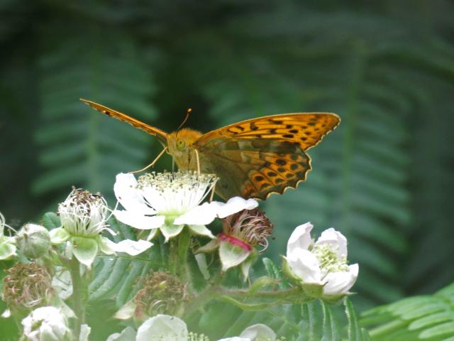 Holt Country Park 11Jul19 Silver-washed Fritillary