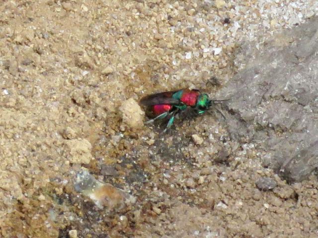 Holt Country Park 11Jul19 Ruby Tailed Wasp