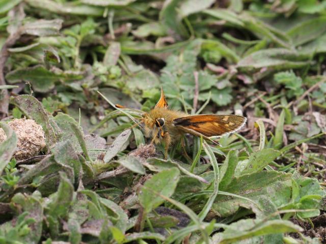 Surrey Silver-spotted Skipper Peter Brown