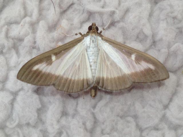 Boxworm Moth - Steve Palmer