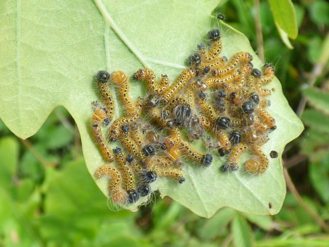 Buff-tip Larvae at Snakeholme (John Davison) 130819