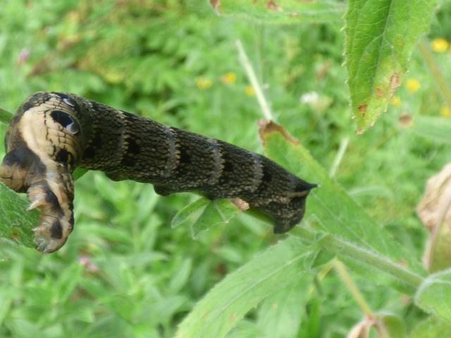 Elephant Hawk-moth Larva at Southrey (John Davison) 130819