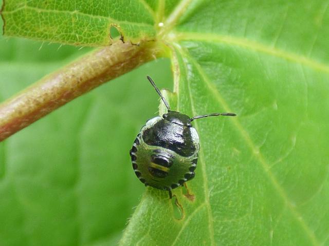 Green Shieldbug - 2nd Instar at Southrey (John Davison) 130819