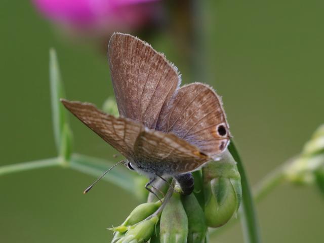 Surrey Long-tailed Blue