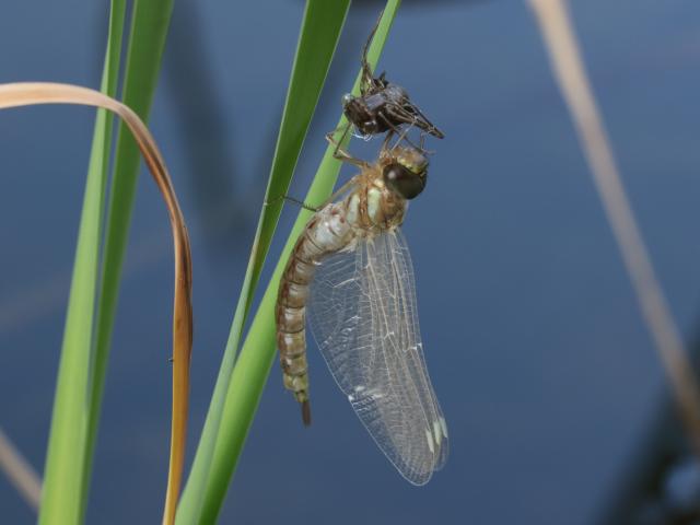 Migrant Hawker just emerged at Snakeholme (Colin Pumfrett) 130819