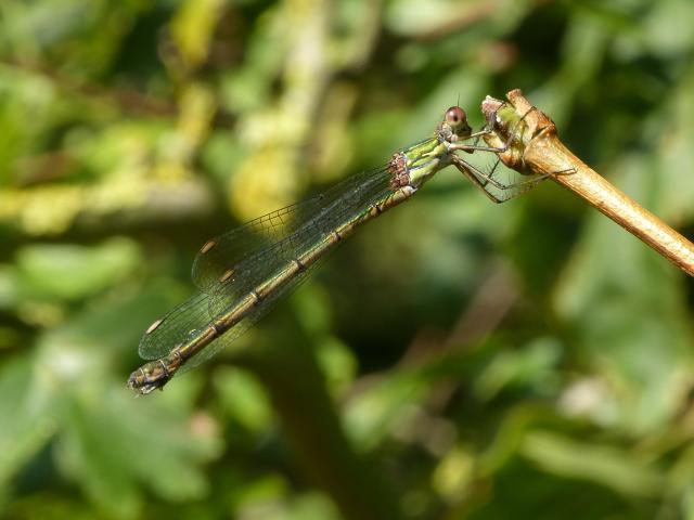 Willow Emerald - Dave Wright
