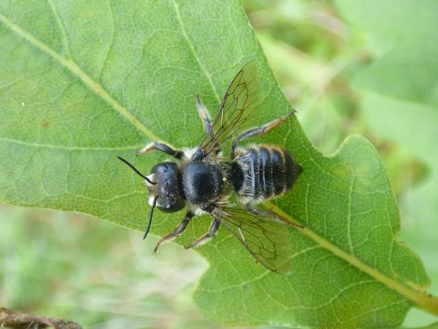 Patchwork Leaf-cutter Bee - Megachile centuncularis at Snakeholme (John Davison) 130819
