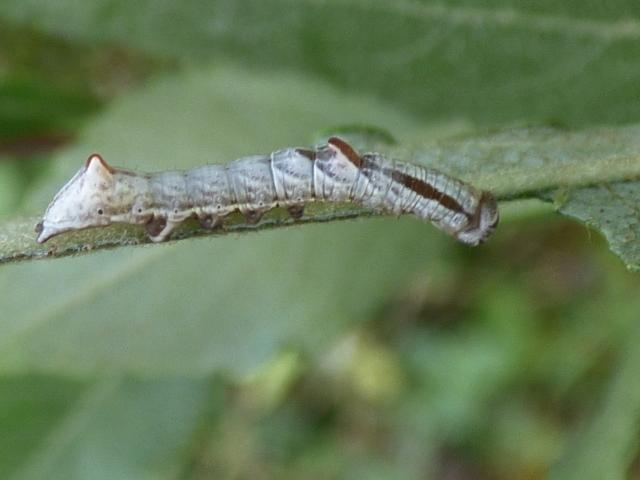 Pebble Prominent Larva at Snakeholme (John Davison) 130819